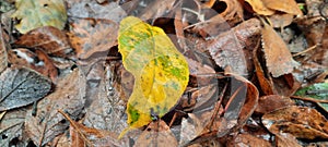 Beautiful colored  leaf ðŸƒ